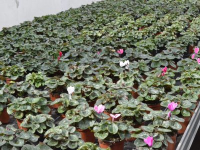 Schnittblumen201408100005