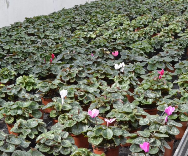 Schnittblumen201408100005