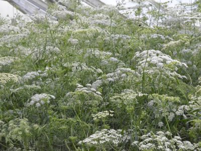 Schnittblumen201408100016